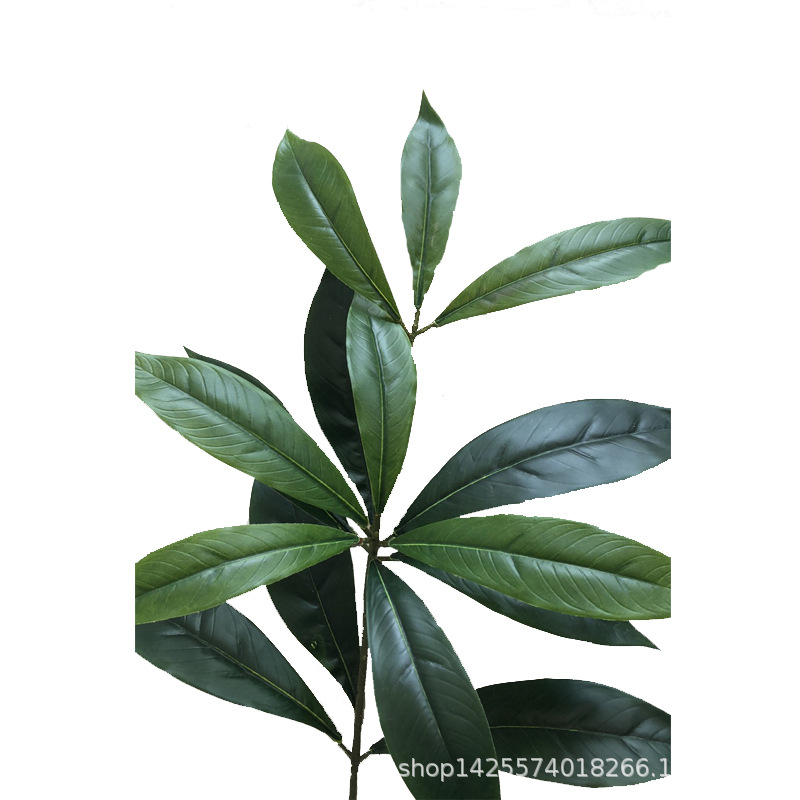 XRB-264 楠木单枝 (5).jpg