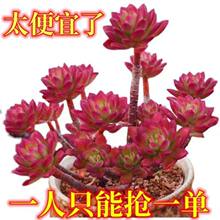 ����ֲ��t��ɏ�Ϙ����^Ⱥ������ֲ�������k���ҾGֲ�������ֺ��B