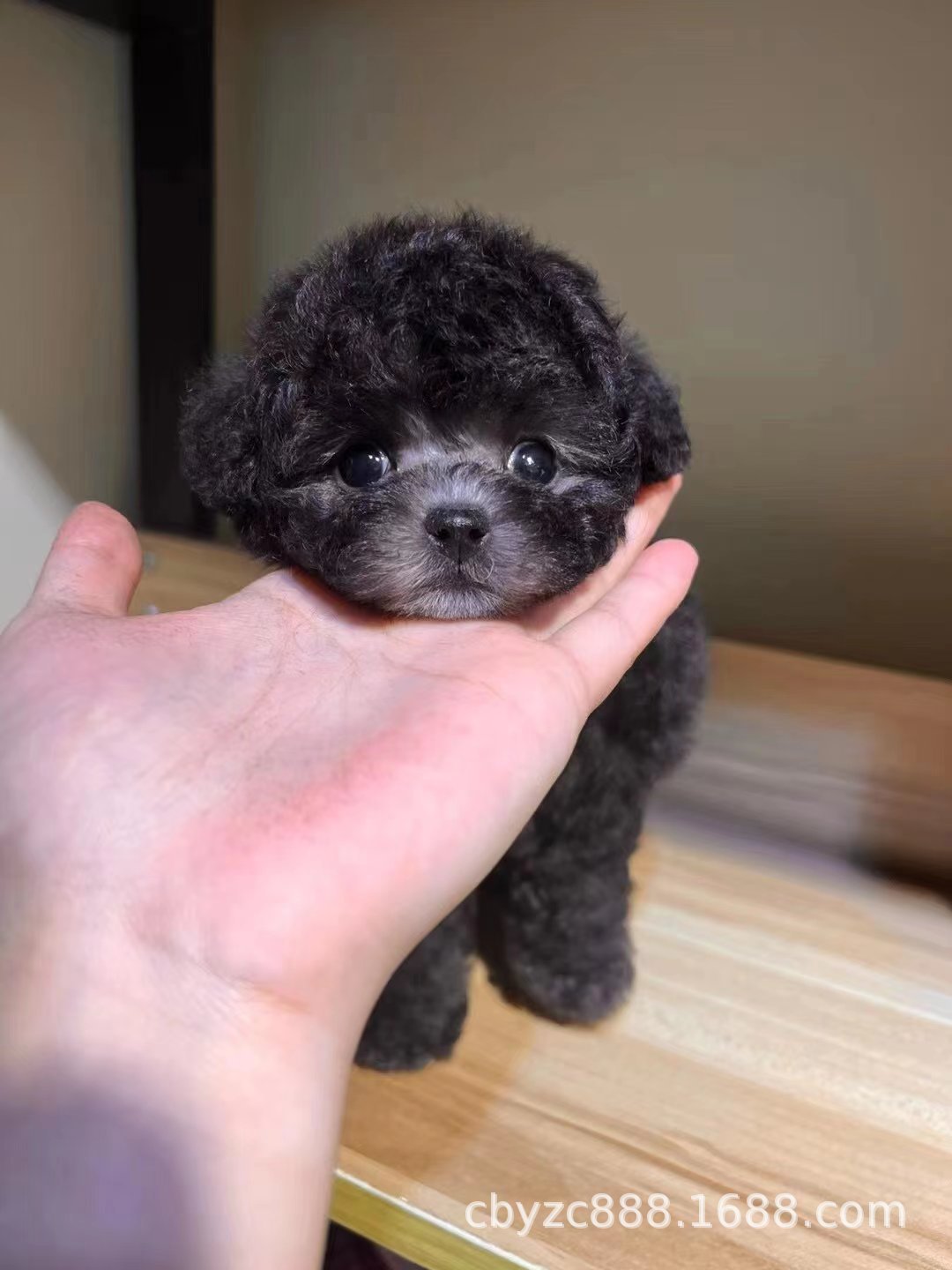 出售纯种泰迪幼犬活体狗狗小狗飞耳米奇灰泰迪白泰迪贵宾犬宠物犬-阿里巴巴