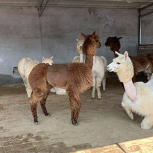 迷你羊驼宠物羊驼价格出售宠物小羊驼活体小羊驼多少钱一只