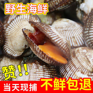 赤貝鮮活圖片 海量高清赤貝鮮活圖片大全 阿里巴巴