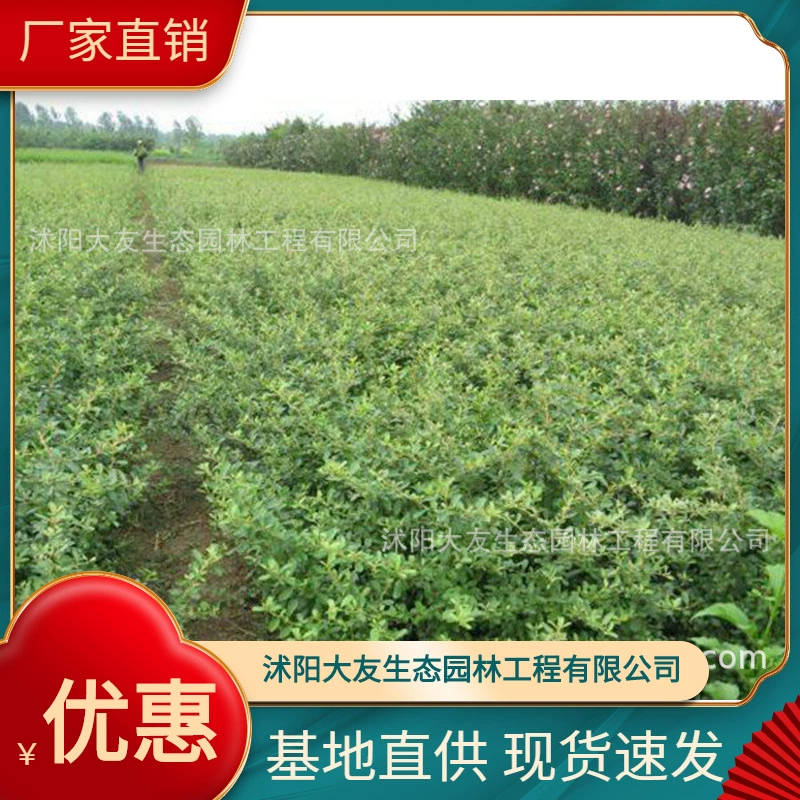 Золотая и серебряная древесная основа оптом золото и серебро собственного производства Разновидности саженцев древесины дополняют инженерию живописного ландшафта Озеленение саженцев