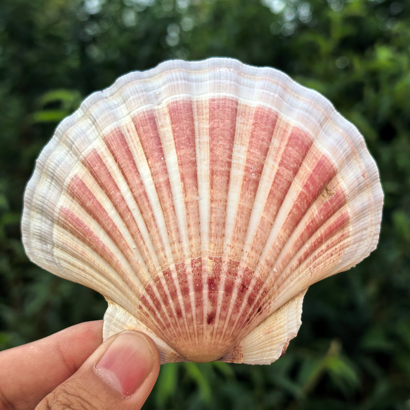 Hawaiian Scallop Natural Shell Conch Fish Tank Aquarium Landscape Handmade DIY Painting Shell Refrigerator Sticker Decoration Hawaiian Scallop Natural Shell Conch Fish Tank Aquarium Landscape Handmade DIY Painting Shell Refrigerator Sticker Decoration