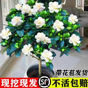 Gardenia Potted Flower Plant Indoor All Year Round Blooming with Buds Balcony Green Plant Strong Fragrance Large Sapling Easy to Grow