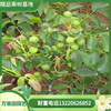 grafting Walnut Tree wholesale Hong Ling Liao nuclear 8518 Breed Middle peasants Walnut grafting