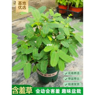 �׃��@ֲ��С���Ժ��߲������҃�Ȥζ�����ļ����߲��ֲ̨��WУ