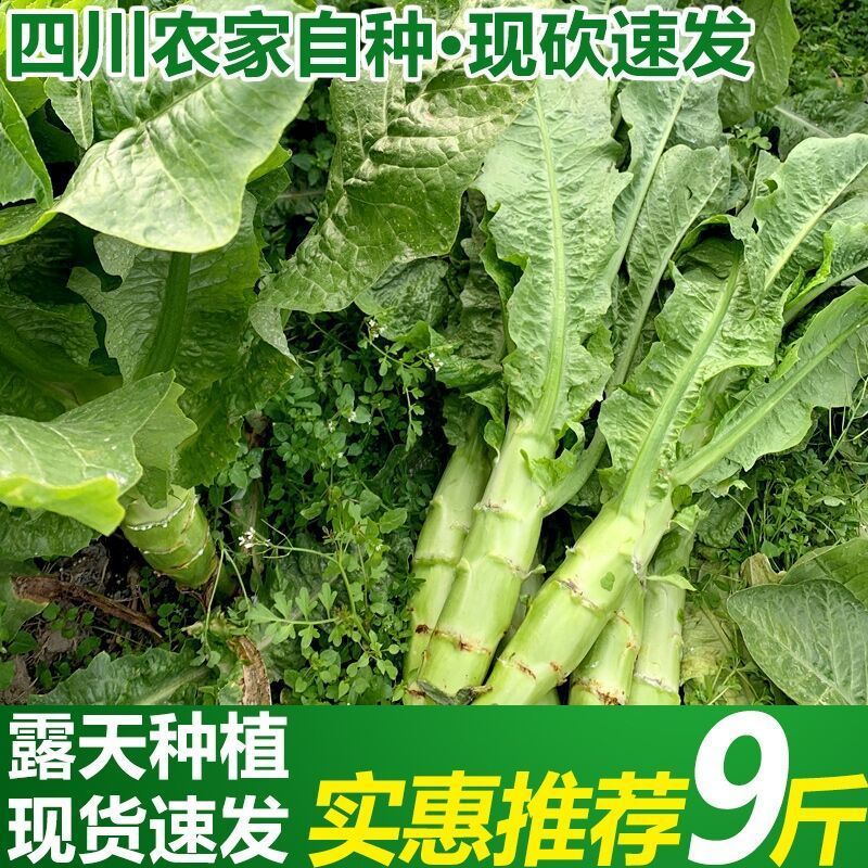 Lettuce Sichuan Province specialty Farm Now pick Now send Season Vegetables fresh Lettuce wholesale lettuce Amazon