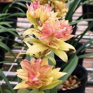 ���mϵ�� ��ɽ��� �m��������� �҃ȾGֲ���ԝ����ļ��m����