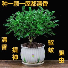 驱蚊清香木胡椒木盆栽绿植植物驱虫室内客厅四季常青提神净化空气