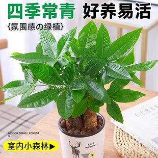 �lؔ���҃�С���ԾGֲ����ˮ��ֲ��G�}�����ļ����B���k��������