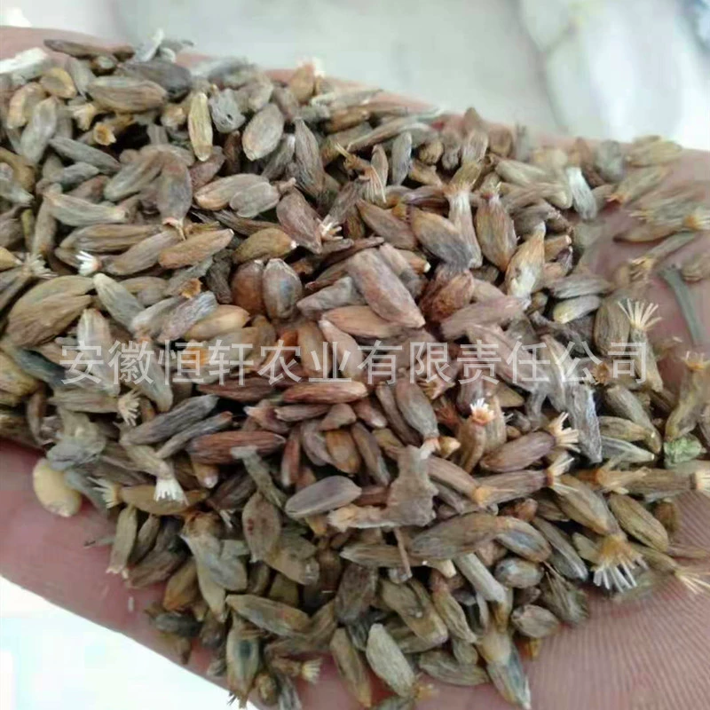 Семена атрактилосов оптом