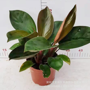 �t荽�荴��~���ԾGֲ������ؾӼҴ��ͻ����ļ�������B�҃�ֲ��