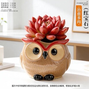 ����ֲ��M���҃�С���Դ��w���B���մɻ������k��������Gֲ����