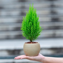 С���ɘ�����ֲ�ﻨ���҃ȿ͏d�k������X����Gֲ�[������С�辰