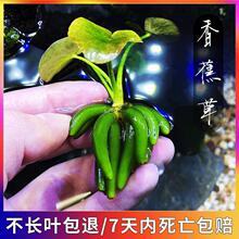 �~���쾰��ˮ���㽶���M�ڽY��ֲ��ˮ���~���˟o��Nֲ�������B��