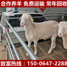 合作养羊 出售澳洲白母羊羊羔种公羊在线咨询澳洲白绵羊价格