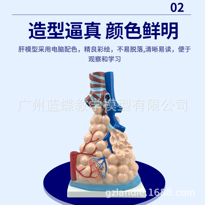 �β�ģ�� ���ͷ��ݷŴ�ģ���������������ģ�� �����ѧģ��