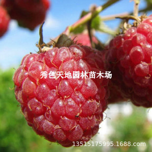 Big Fruit Polka Double Season Red Raspberry Seedlings Potted Raspberry Fruit Saplings Planted in the North and South Will Bear Fruit in the Same Year
