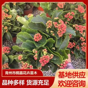 ������L�ۻ������^��ֲ���L�ۻ��҃ȾGֲ�����ļ��_��