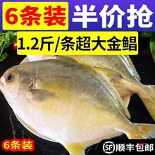 （大金鲳】新鲜大号金鲳鱼批发一箱肉鲳鱼平鱼白鲳鱼海鲜水产