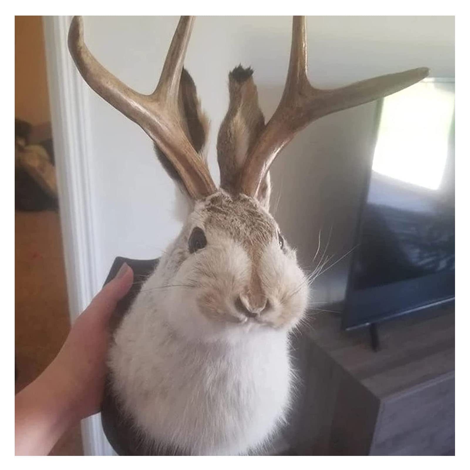 Simulation Antlers-06