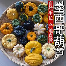 新鲜墨西哥葫芦小南瓜七彩疙瘩文玩家居装饰拍照摆件小众花材云南