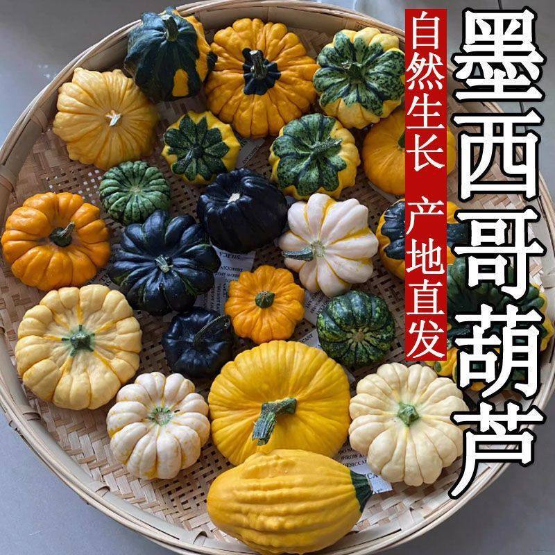 Fresh Mexican Gourds, Small Pumpkins, Colorful Ornamental Items for Home Decoration, Photo Props, Niche Floral Materials from Yunnan Fresh Mexican Gourds, Small Pumpkins, Colorful Ornamental Items for Home Decoration, Photo Props, Niche Floral Materials from Yunnan