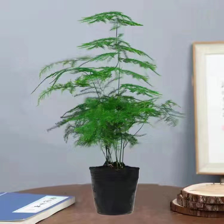 Planta decorativa de bambú en botella de vidrio, hidroponía con pino y nubes, ideal para sala de estar u oficina image 13
