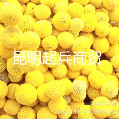 【干花黄金球】云南干花花束小球 黄金球干花 金槌花小花束配材