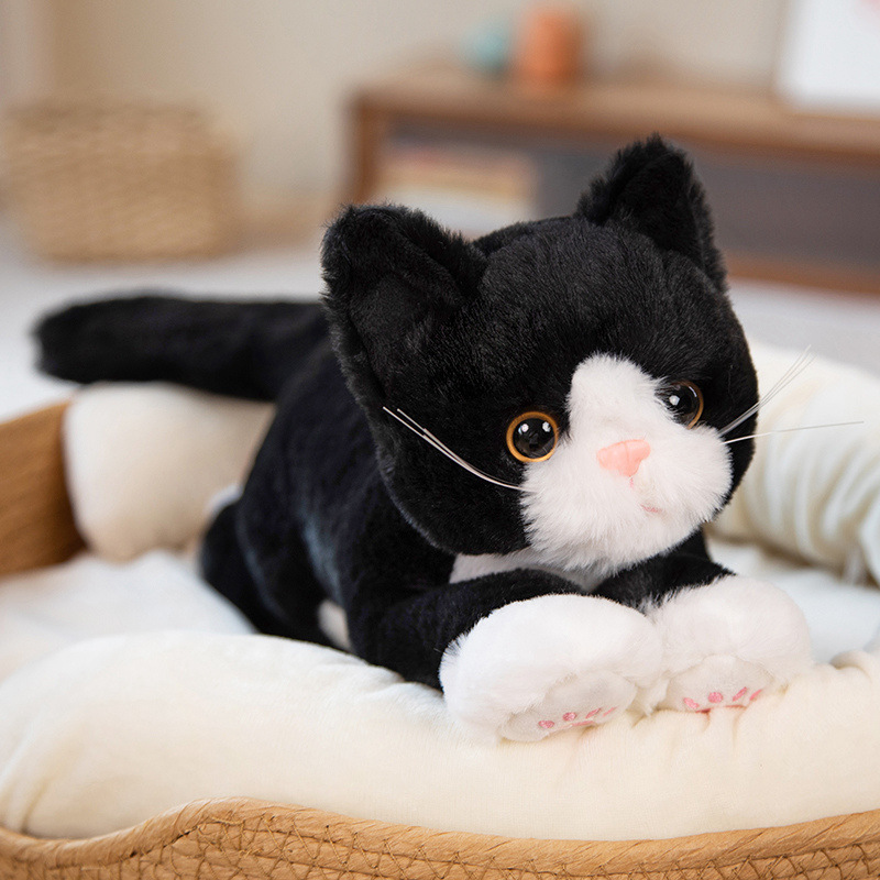 Gato blanco y negro