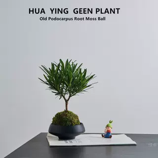 老桩罗汉松苔藓球懒人植物高档办公室绿植乔迁礼物商务品净化空气