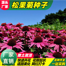 lԭɹջܷNӲݻNl廨Ѿ^ɹջN