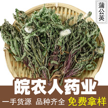 整棵蒲公英个500g长白山婆婆丁泡水整棵带根中药材大全代发批发