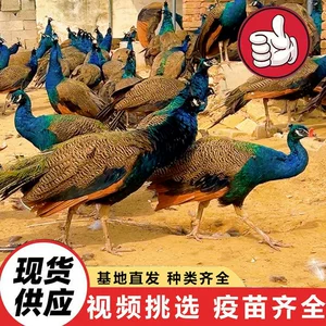 [山东养殖场出售景区动物园观赏开屏白孔雀活体 一只蓝孔雀多少钱]