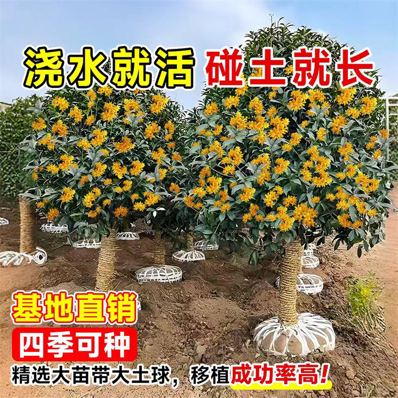 树苗四季桂盆栽带花苞室内阳台庭院地栽大树开花不断花卉植物批发