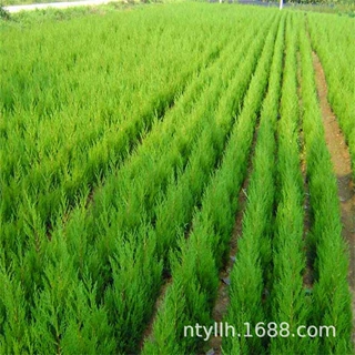 四季常青松柏树苗侧柏树苗扁柏圆柏松塔柏宝塔松龙柏清明墓地绿化