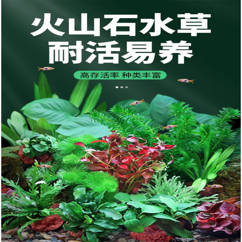 水槽造園パッケージ、水ヤシ、沈木、本物の水、淡水、無土壌植物、酸素化、低パール|undefined