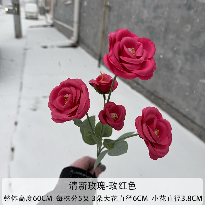 rosa fresca