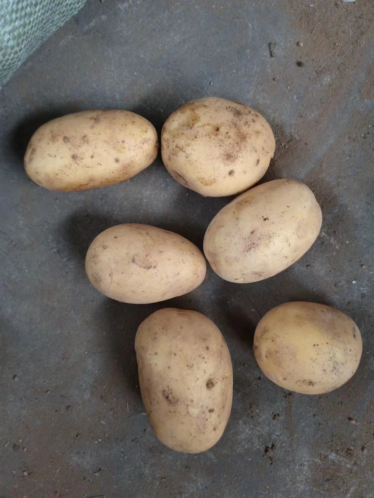 全年供应出口小土豆 出 马来西亚 口 泰国 越南等国家