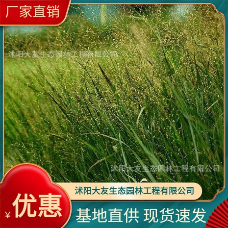 Switchgrass Base Оптовая продажа Сорта самостоятельного производства Полные живописные Ландшафтные инженерные озеленение рассады