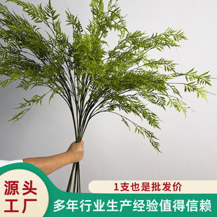 ����Gֲ�S�����l��˹�~�ٲ����z����ֲ��ާ�~�Ҿ��b�������Gֲ
