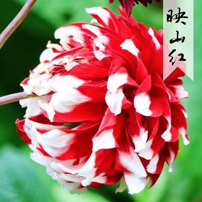 花のダリアの花はボールを植えます。|undefined