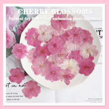 樱花干花押花标本教学 flowers相框书签蜡烛儿童手工活动压花材料