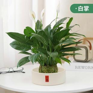 White Palm Moss Ball Will Bloom Ins Style Office Desktop Potted Green Plant Purifies the Air Interesting Plant Loves Moisture