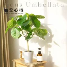 爱心榕心叶榕小清新绿植盆栽室内客厅琴叶榕四季常青网红观叶植物