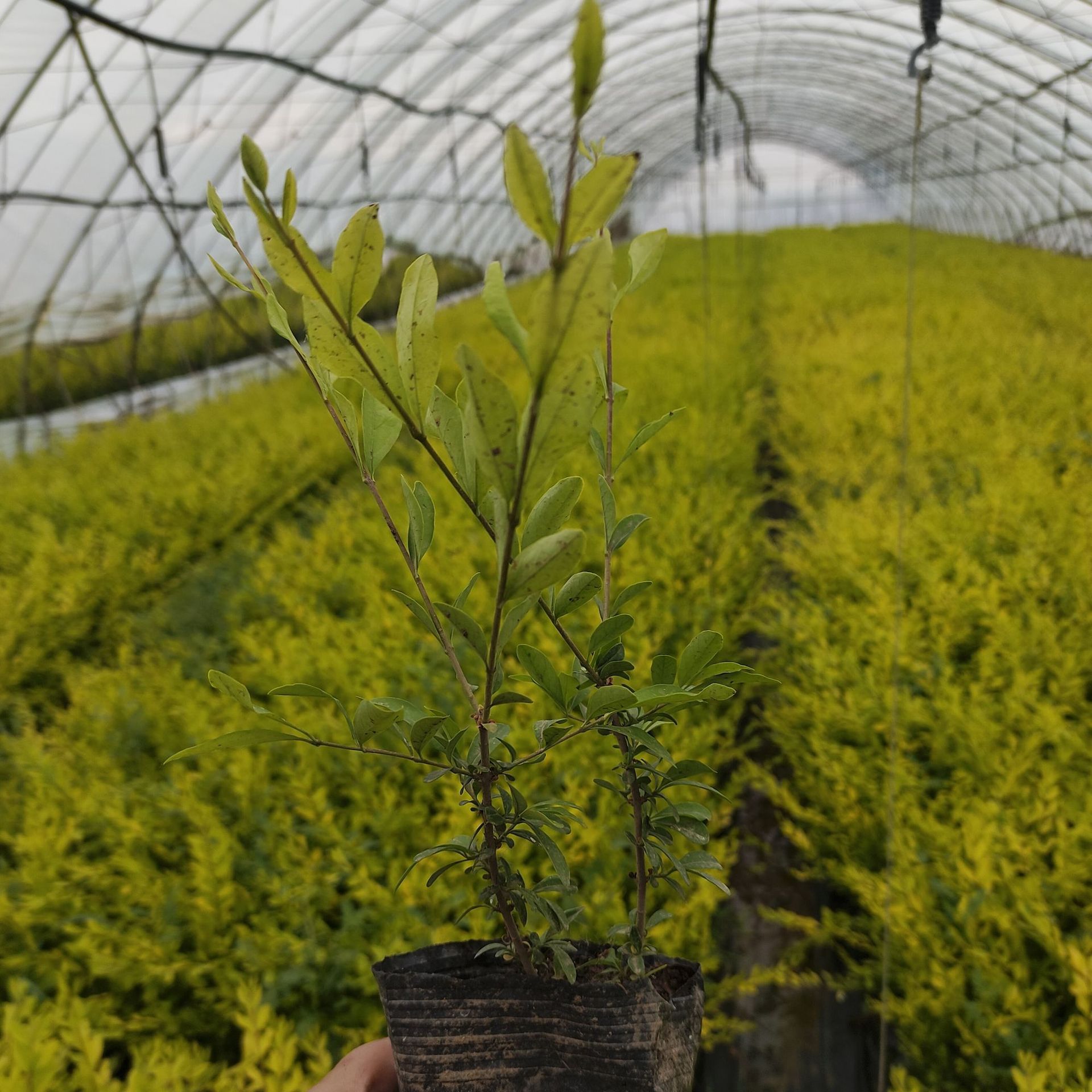 营养杯金叶水蜡5