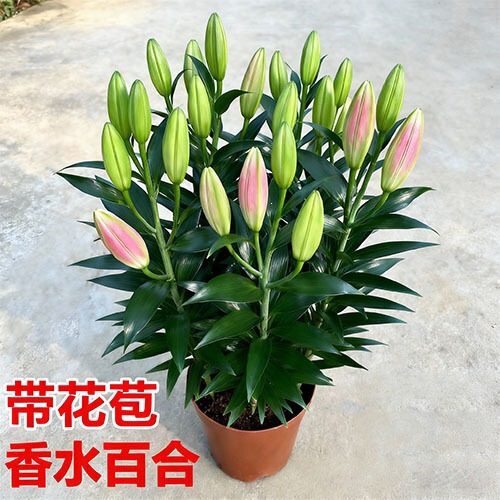 Periwinkle with Flower Pots for Indoor Living Room and Balcony, a Fresh, Fragrant Plant for Year-Round Viewing, Flowers Like Roses