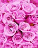 MF290