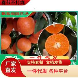 橘子树盆栽脆皮金桔柑桔子柠檬树苗柚子蜜桔葡萄柚水果果苗