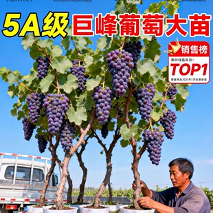 ���ј������޷������ĺ��{��ʯꖹ�õ�厧���l؛�ϱ����Nֲ����